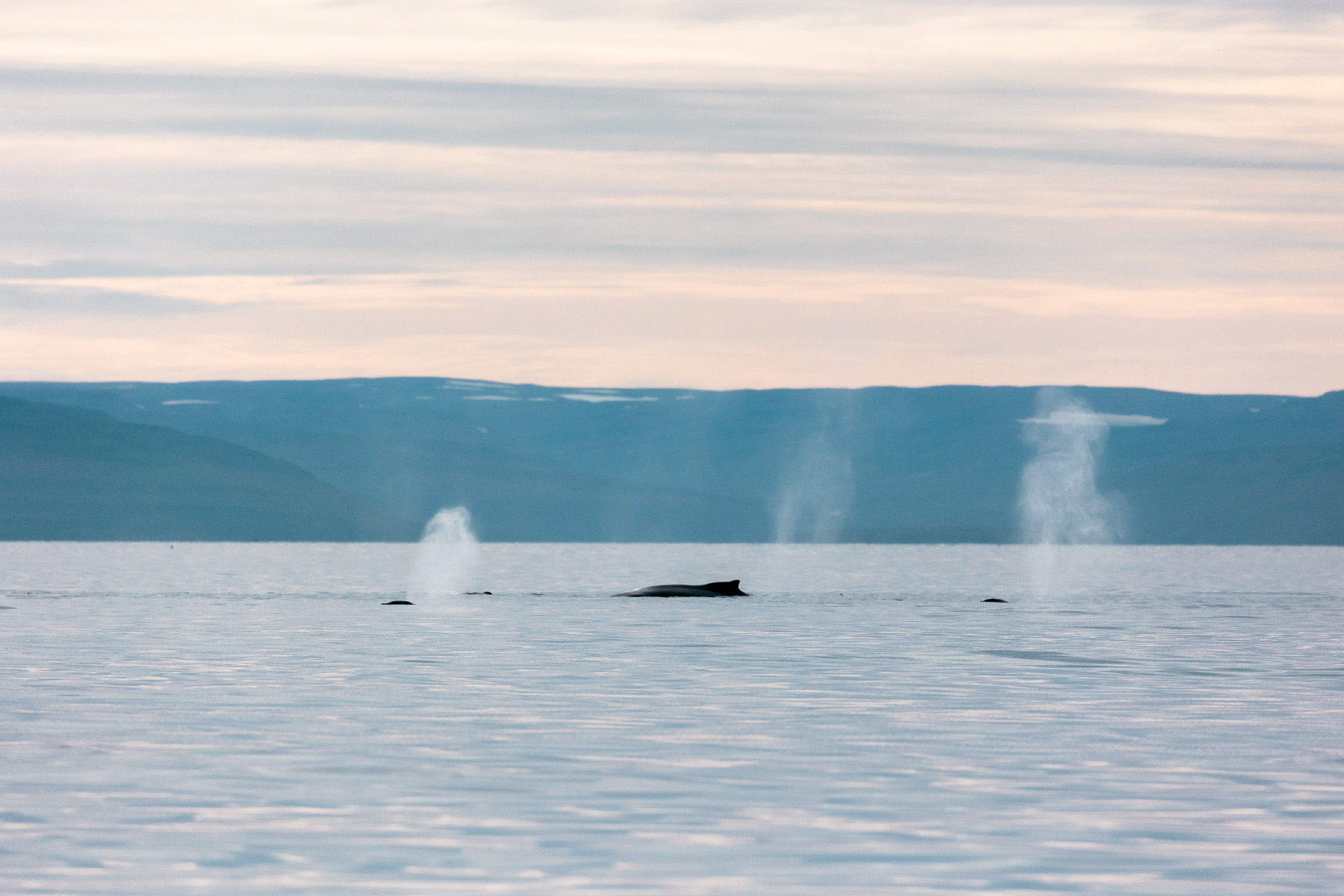 Whale Being - Arvik Océan - Romain Charrier - Photographe, réalisateur ...