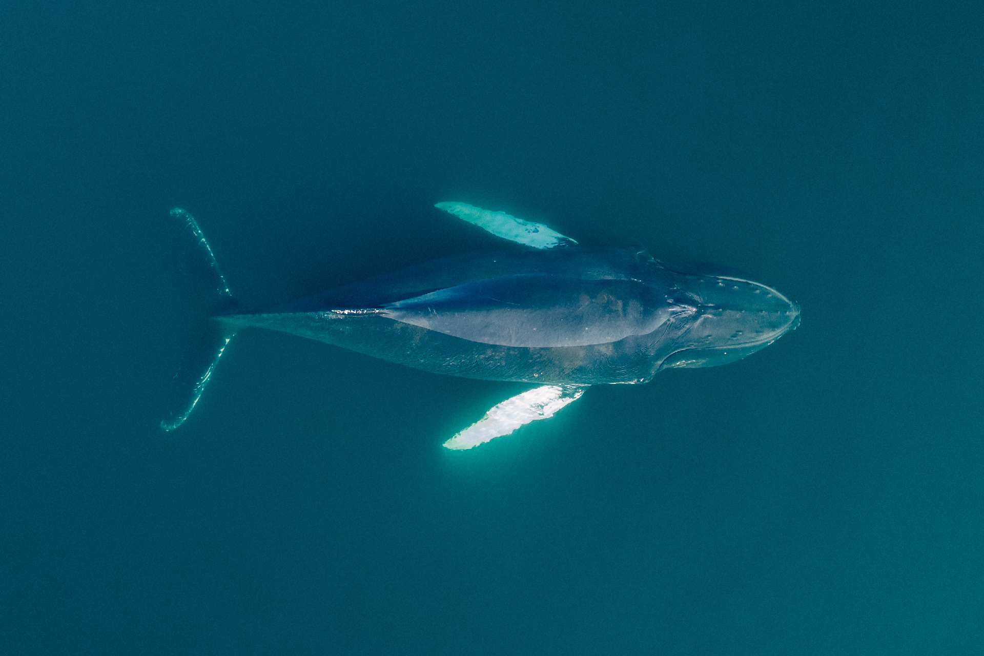 Whale Being - Arvik Océan - Romain Charrier - Photographe, réalisateur ...