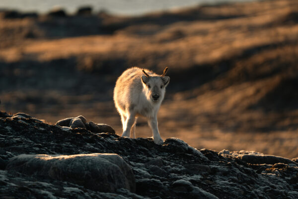 © Romain Charrier - Svalbard 25-1-52